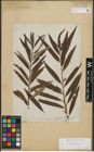 Foto von Salix purpurea L. x Salix viminalis L.